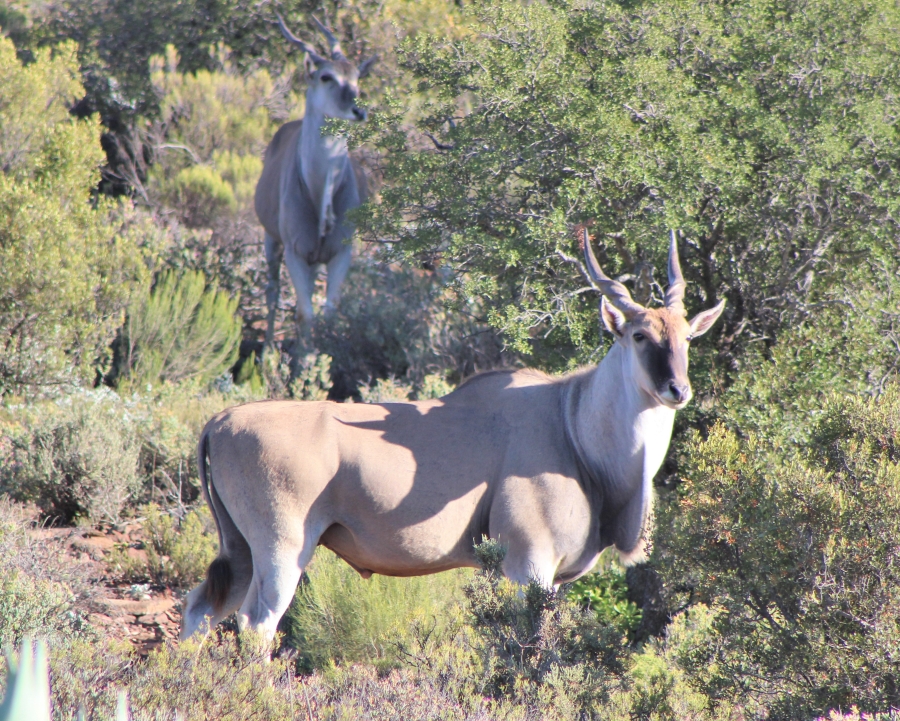 0 Bedroom Property for Sale in Ladismith Rural Western Cape